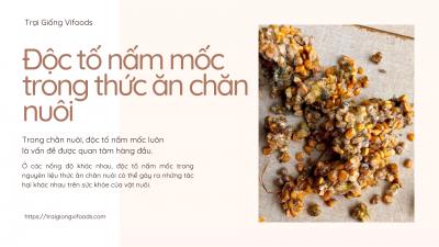 Độc tố nấm mốc trong thức ăn chăn nuôi